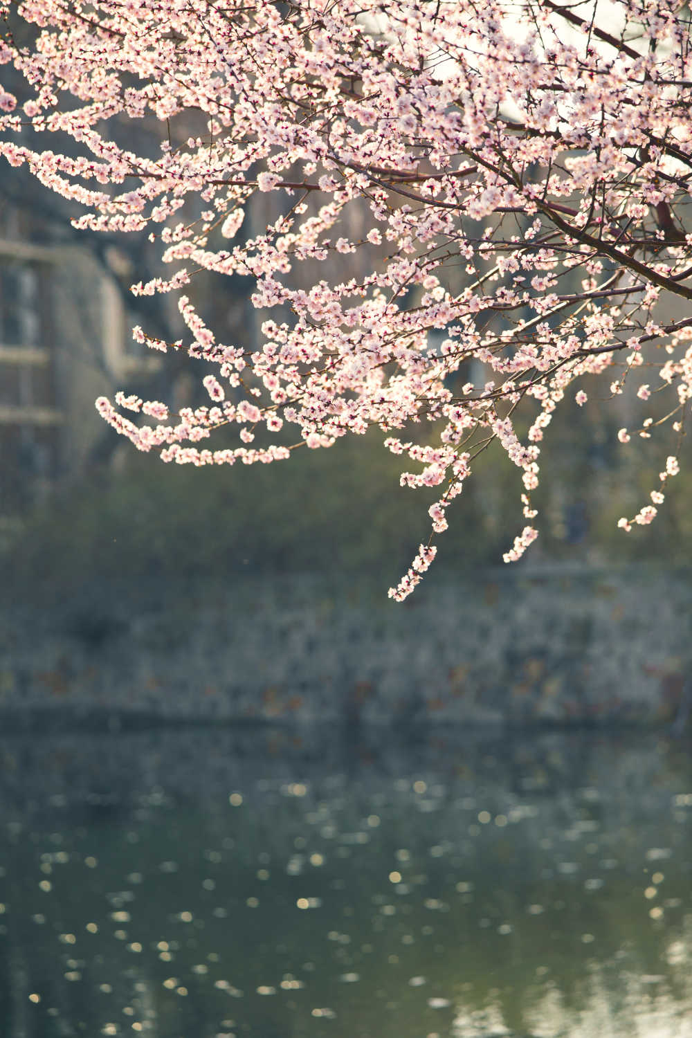 湖上的桃花