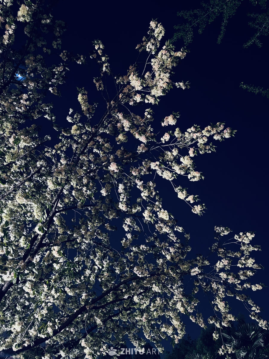 夜空下的樱花