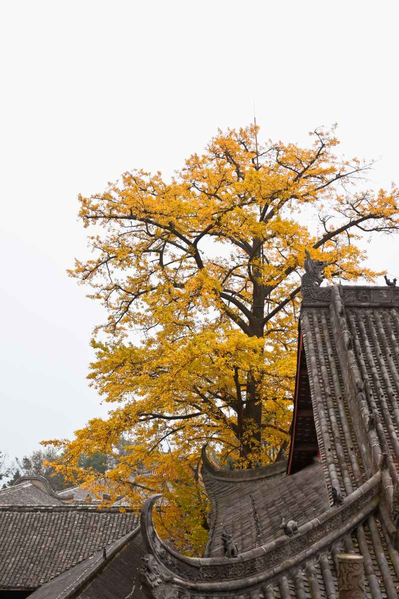 秋的最后一行🍂 2
