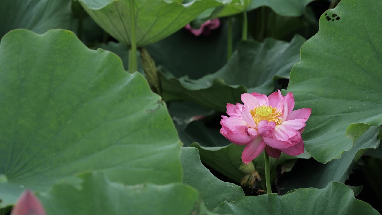 荷花 23