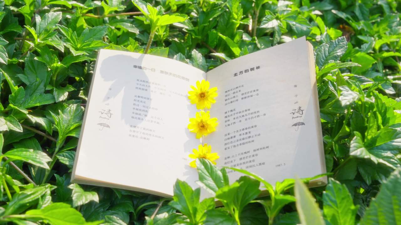 书本里的小黄花
