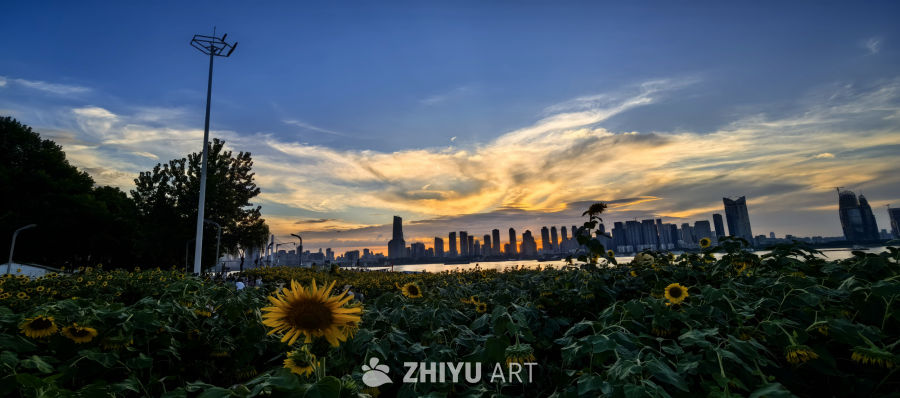 愿我们像向日葵一样，永远阳光明亮✨