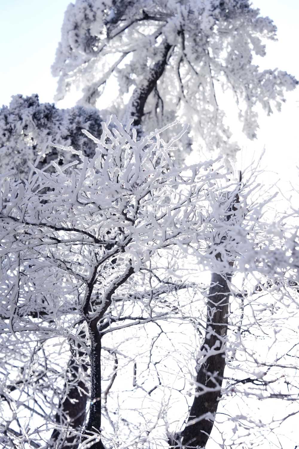 雪落黄山，雾凇云海——雪篇