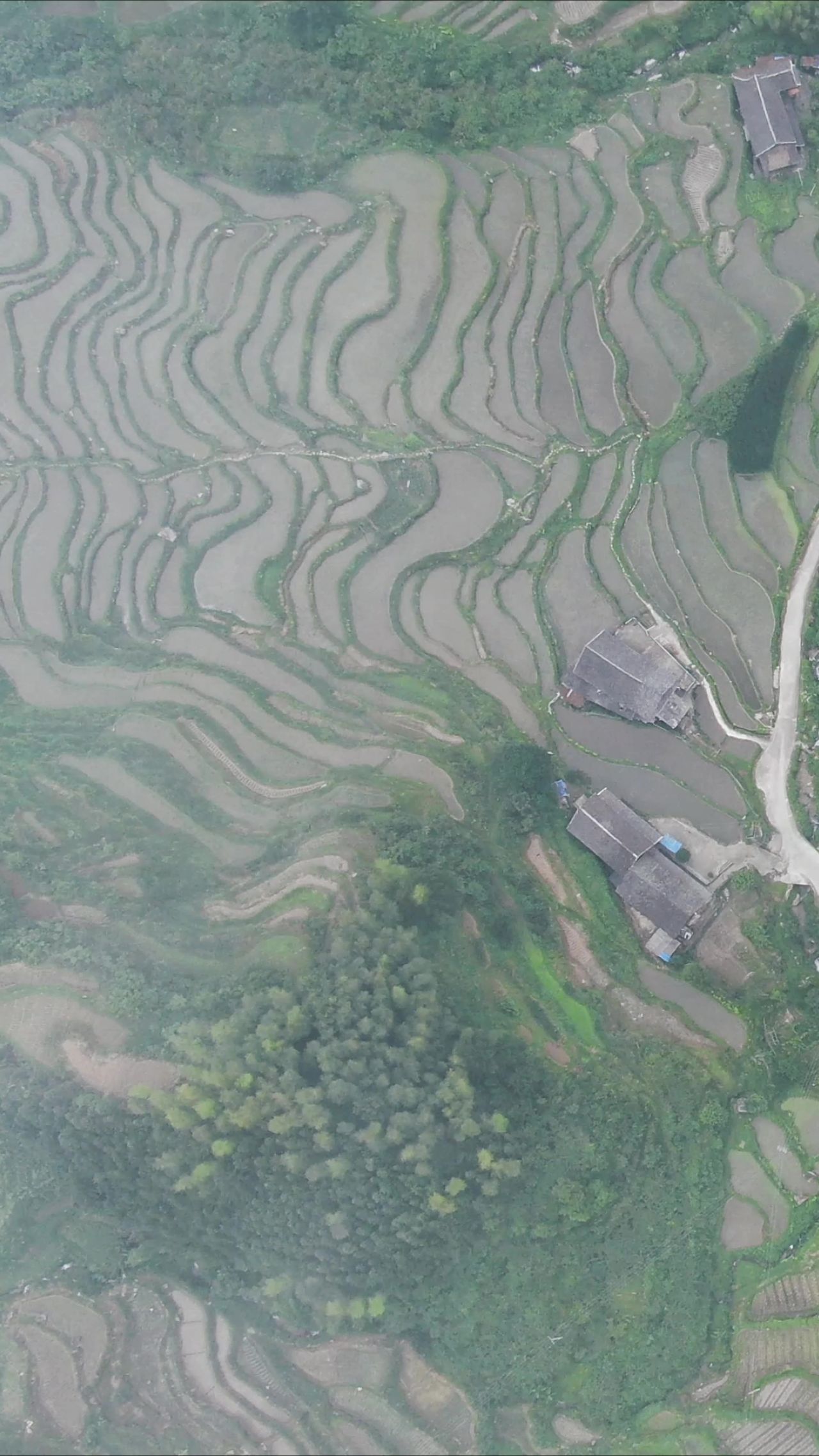 俯拍梯田农田种植竖屏