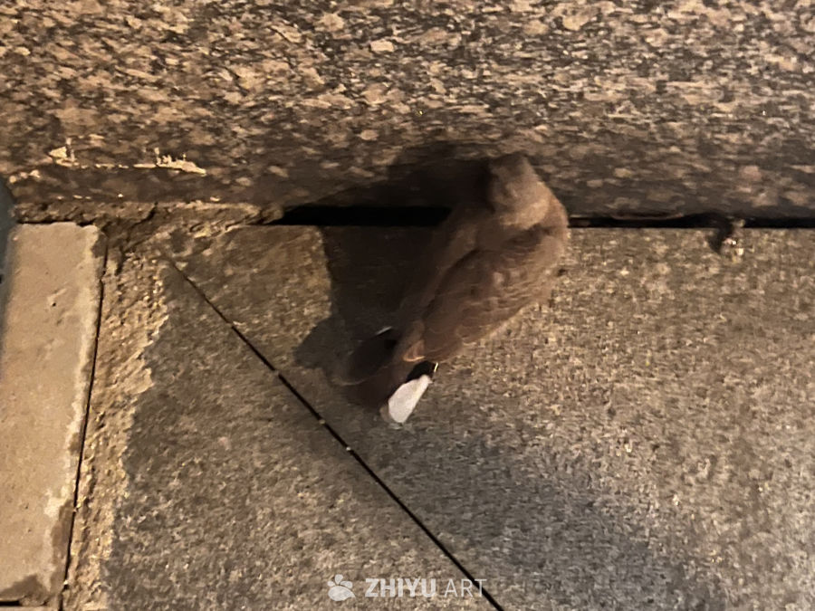 夜幕下的猫洞