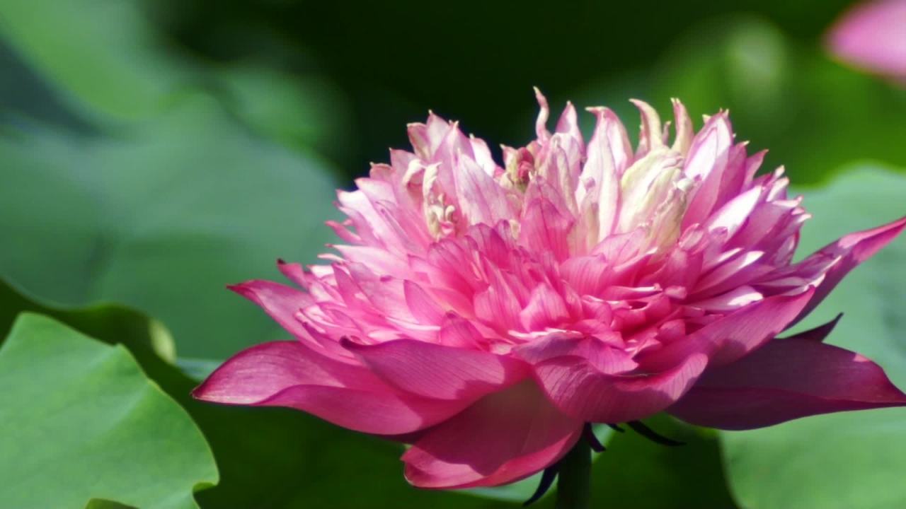荷花 3