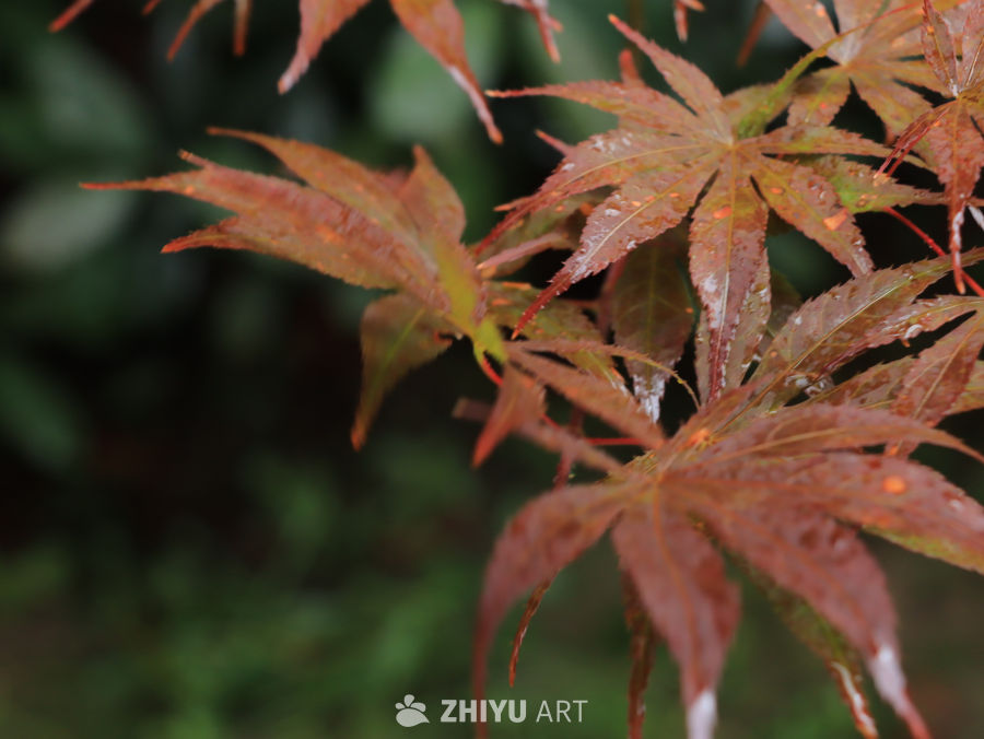 雨后红枫