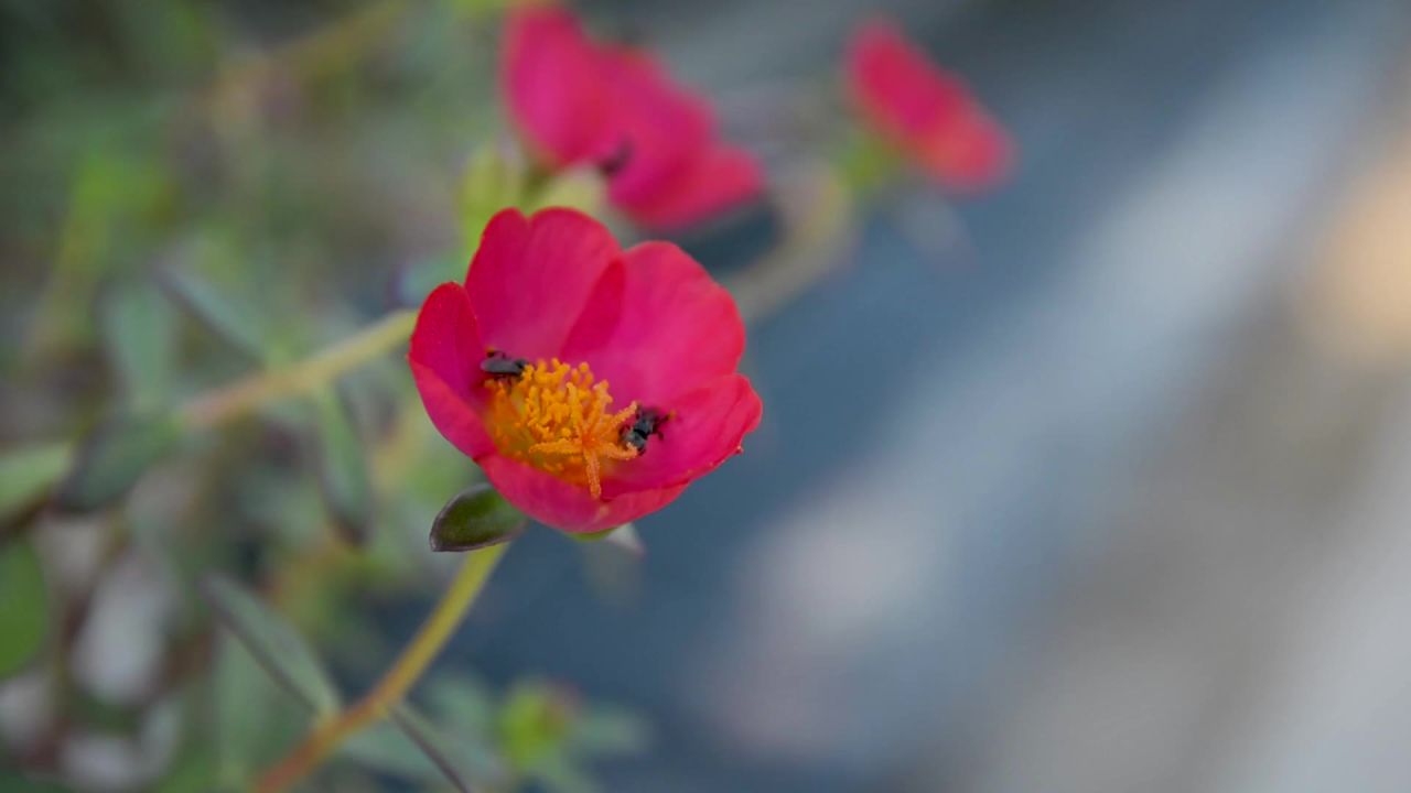花红色蜂蜜自然
