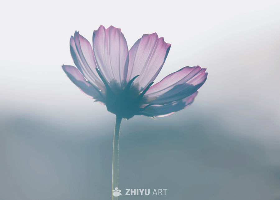 大家每天好心情