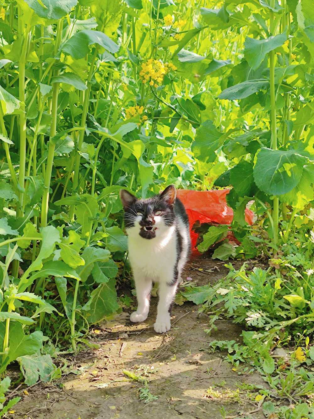 奶凶奶凶的小花猫