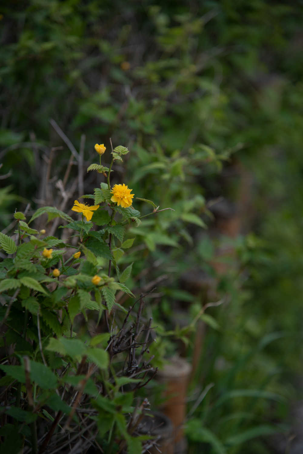 花草植物 19