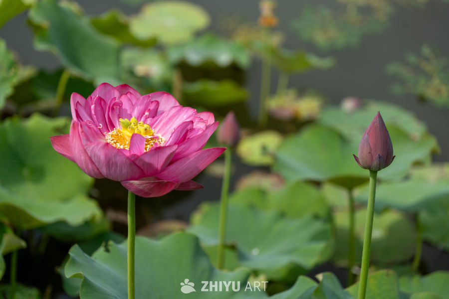 荷花 179