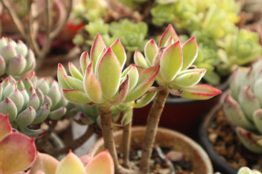 多肉植物