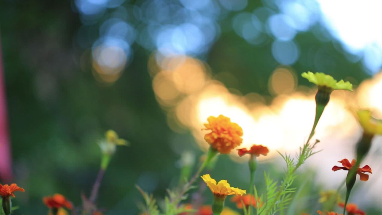 格桑花