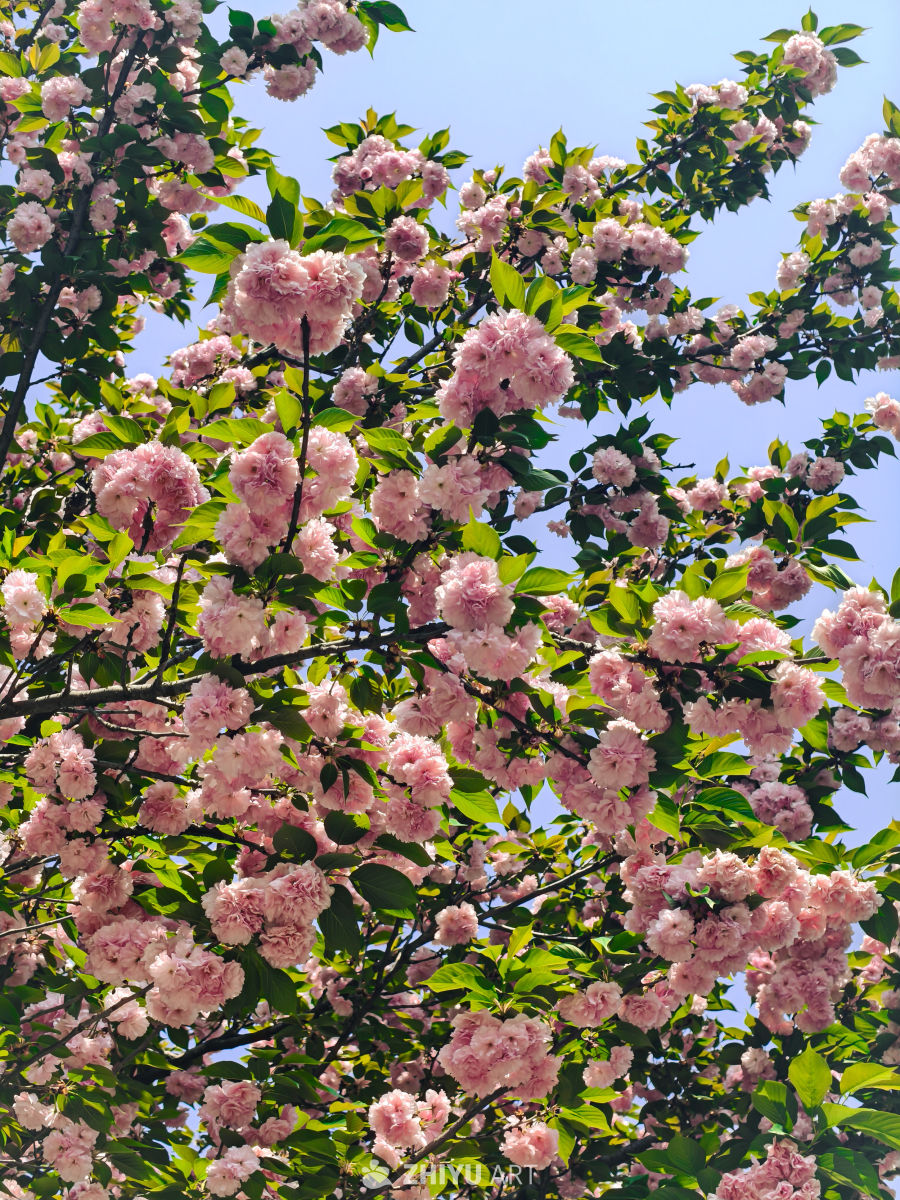 春日樱花盛开