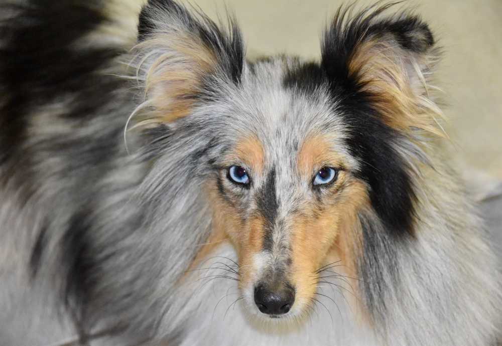狗设得兰群岛牧羊犬小狗狗