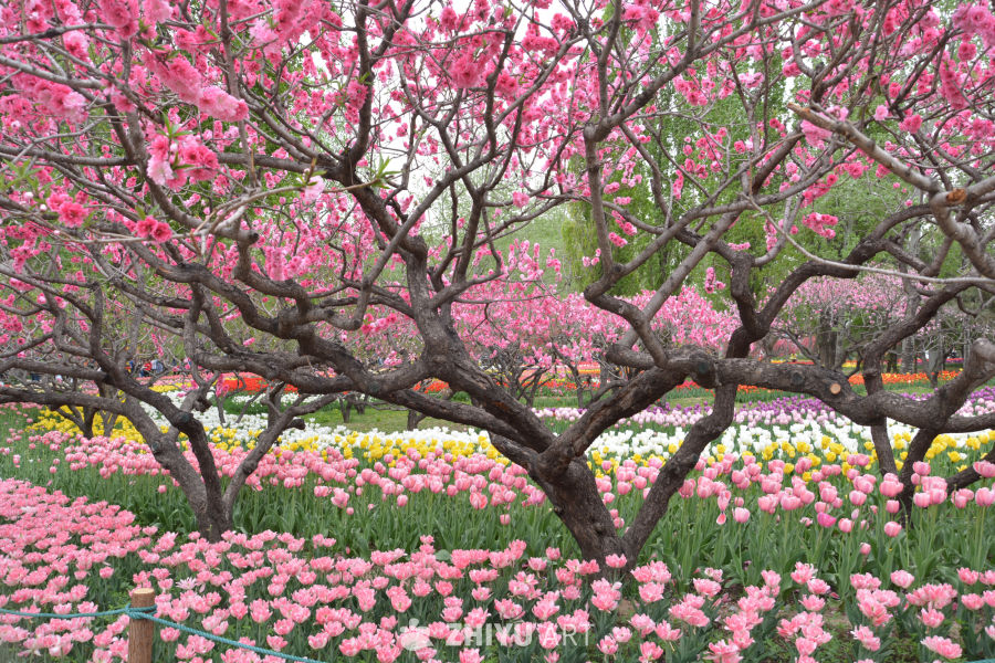 山桃花
