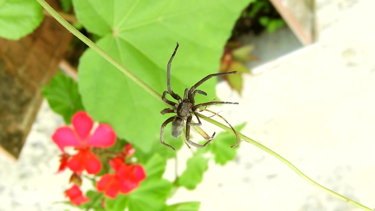 昆虫蜘蛛花园哥伦比亚