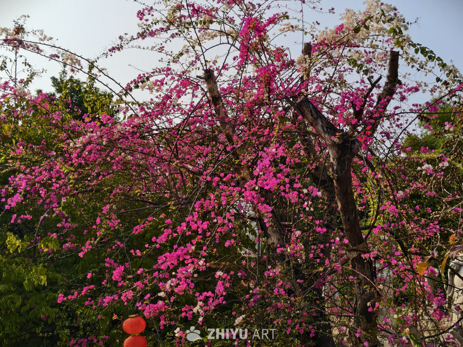 春天当然要拍花