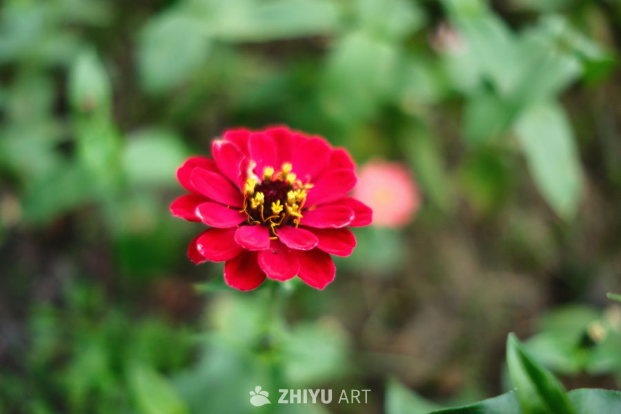 花