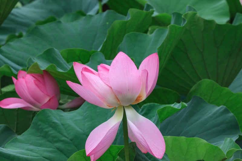 荷花 2