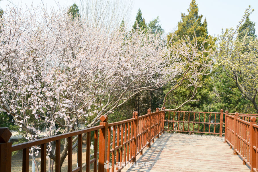 春花山桃