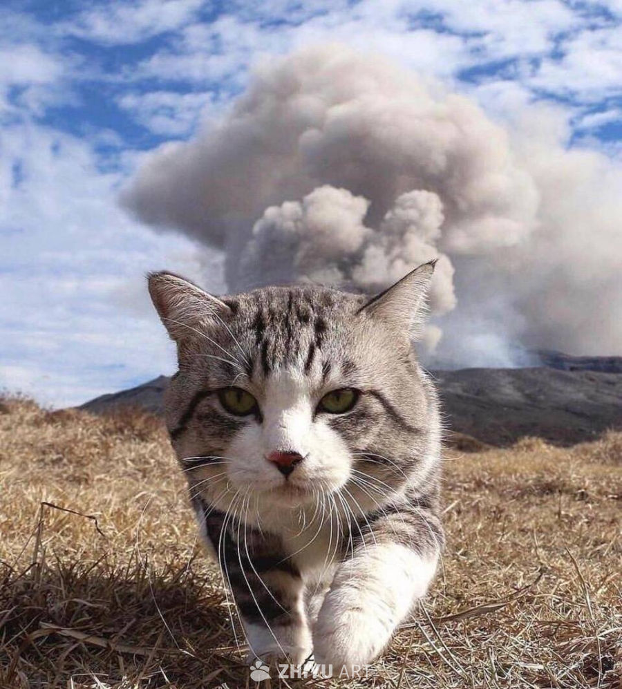 火山前的喵星人