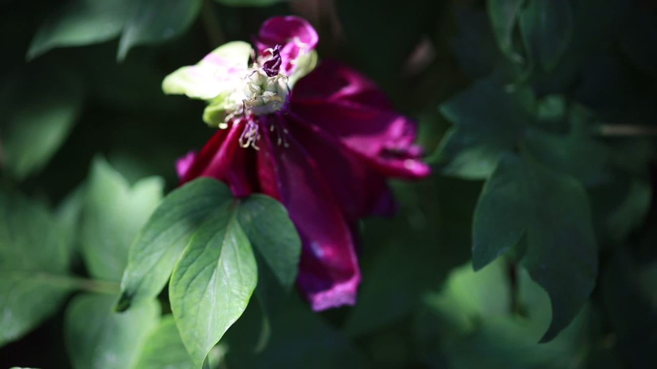 紫花绿叶随风舞