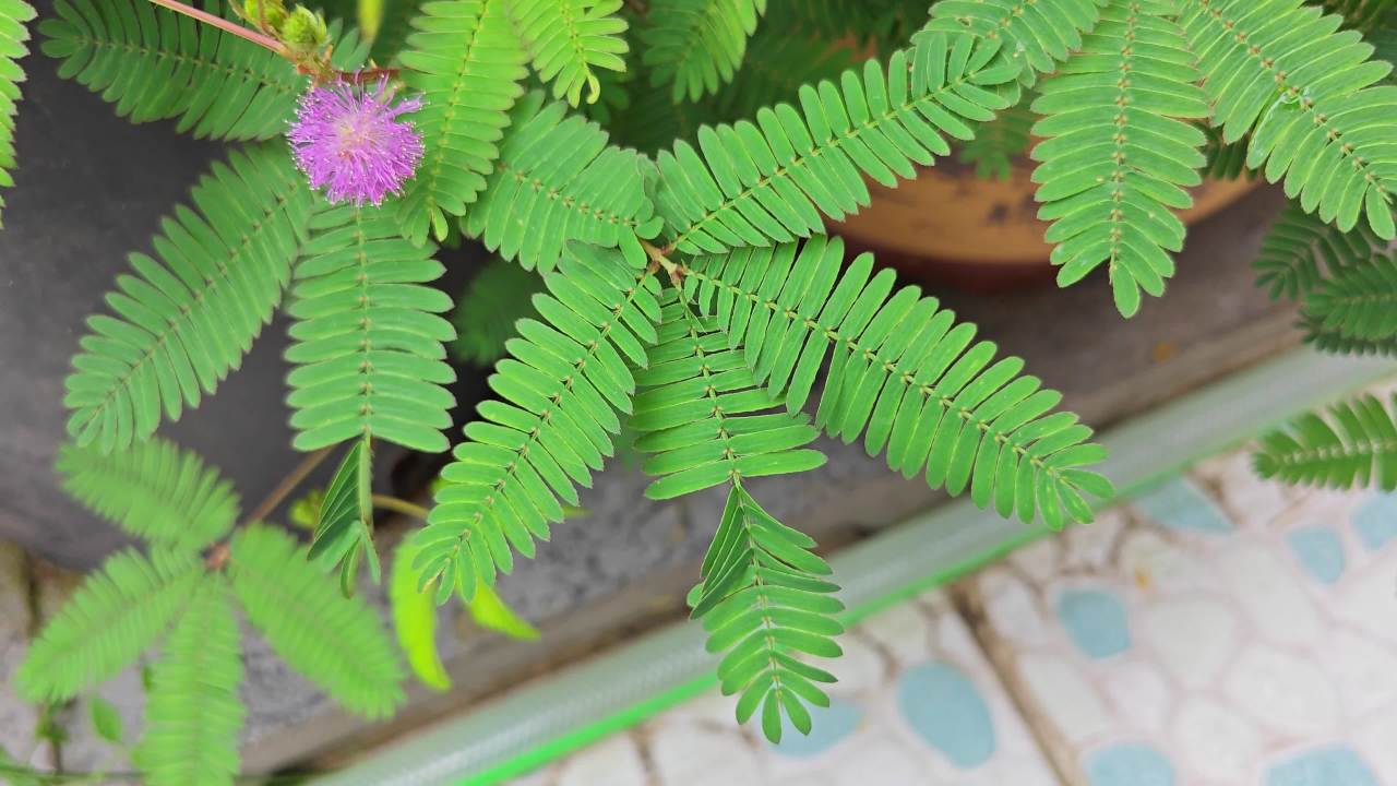 4K含羞草叶子闭合2