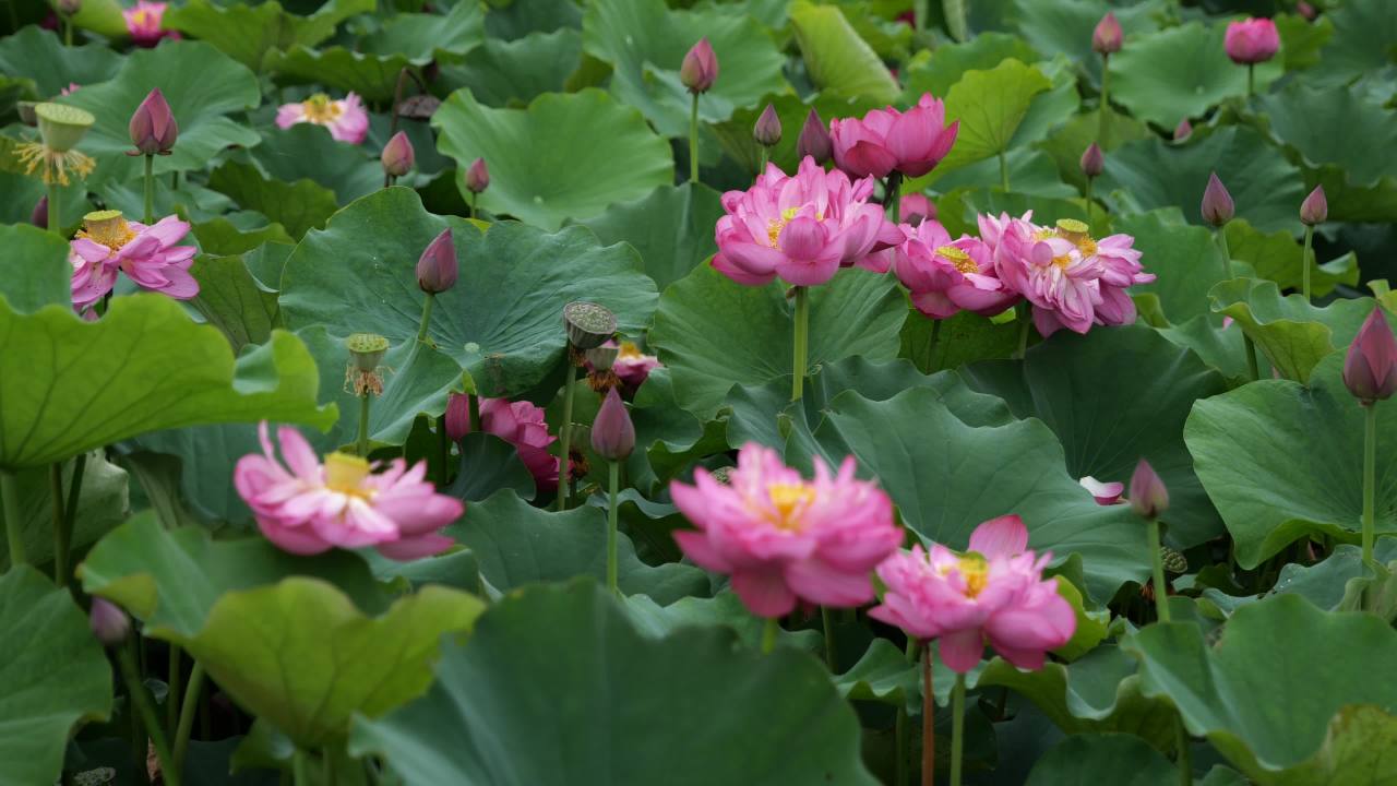 荷花 25