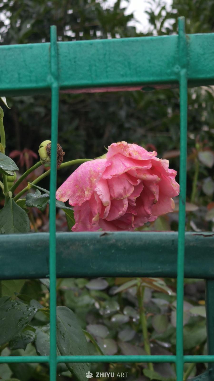 美丽粉色的鲜花