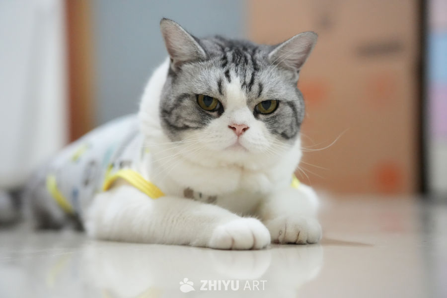 猫咪 62