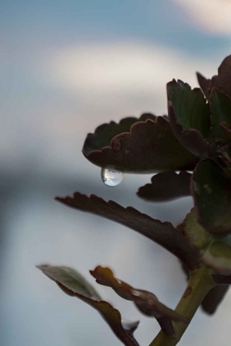 露珠与天空