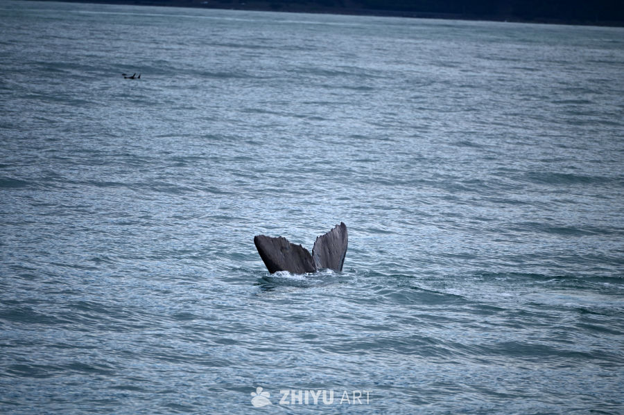 新西兰凯库拉海上看抹香鲸潜水甩尾 4