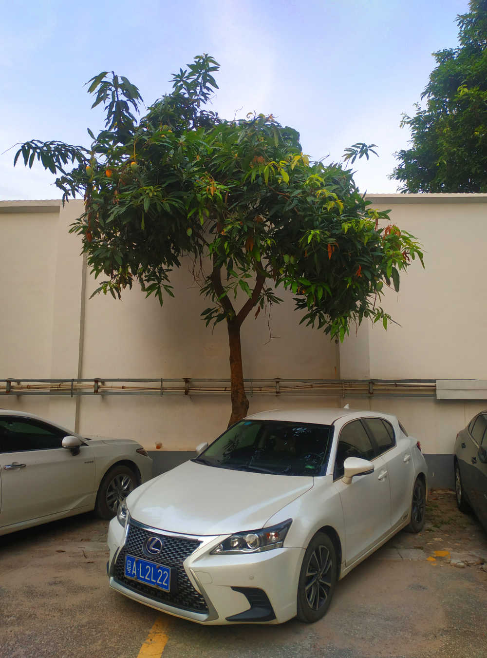 芒果树和白色汽车
