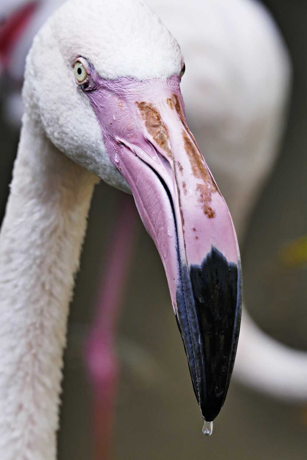 弗拉明戈动物园鸟条例