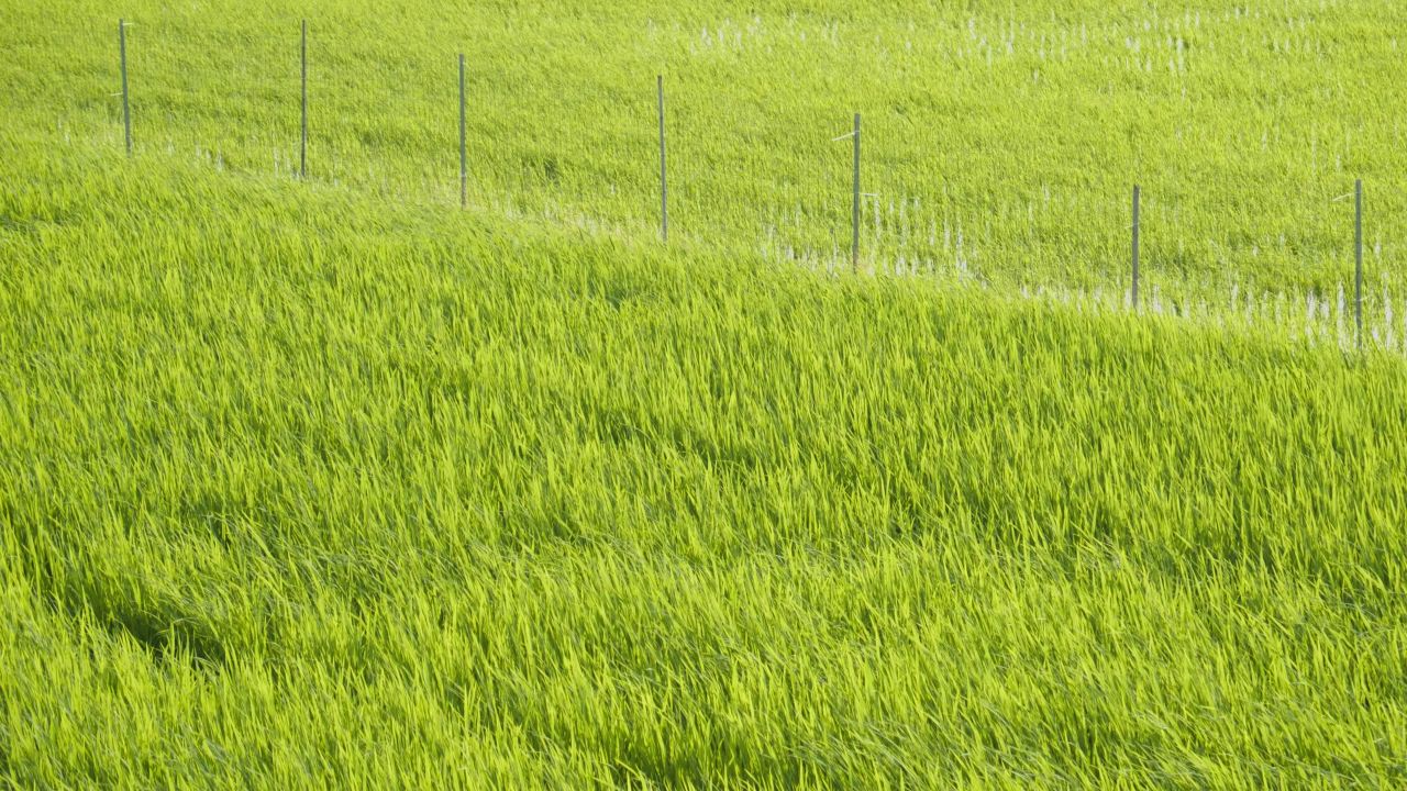 农村水稻田野粮食庄稼丰收 3