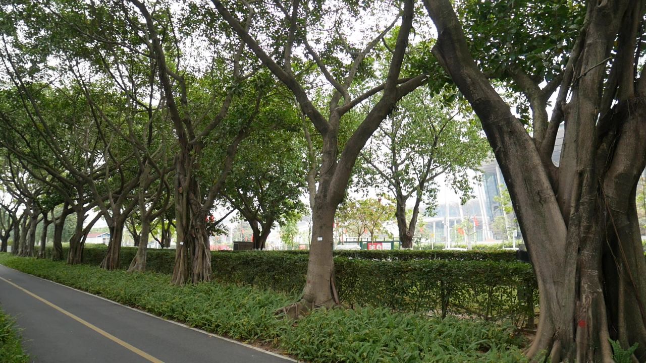 亲水公园路边的一排大榕树
