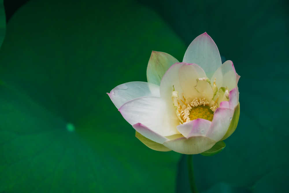 夏荷