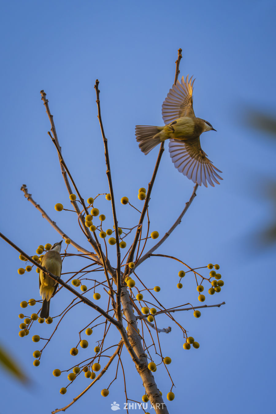 双鸟戏枝头，蓝天映生机