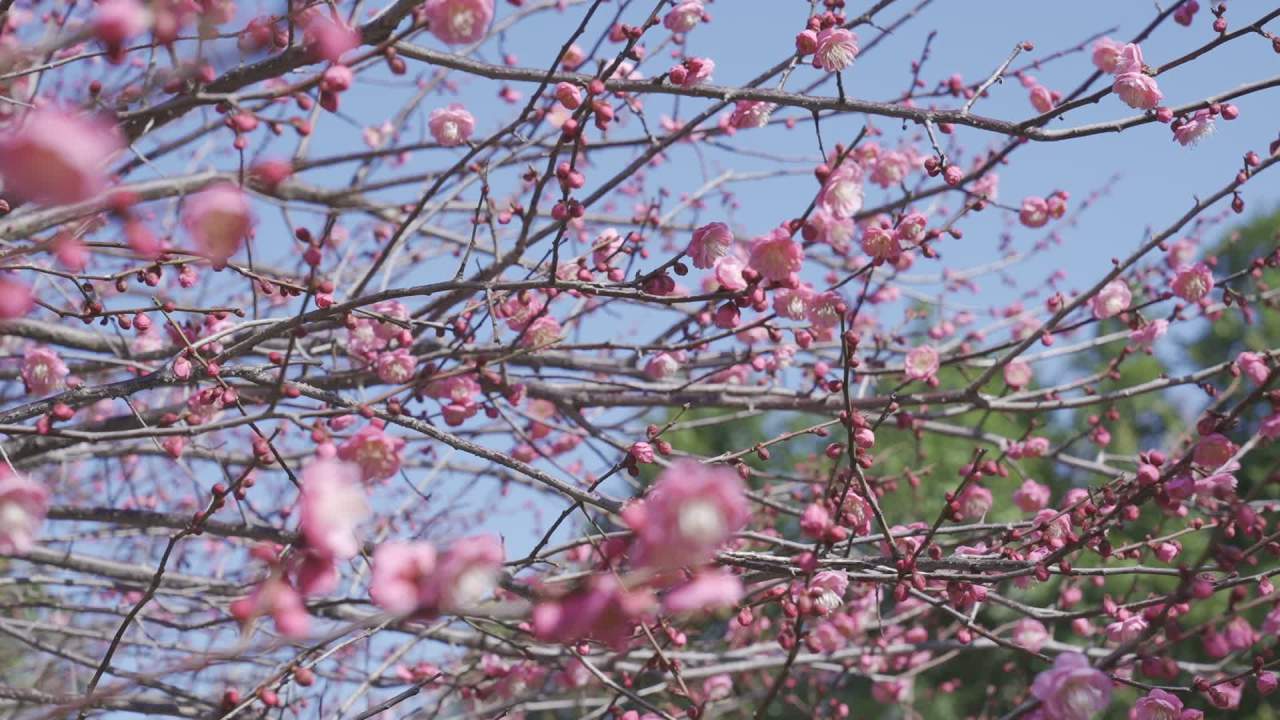 冬天的梅花 9