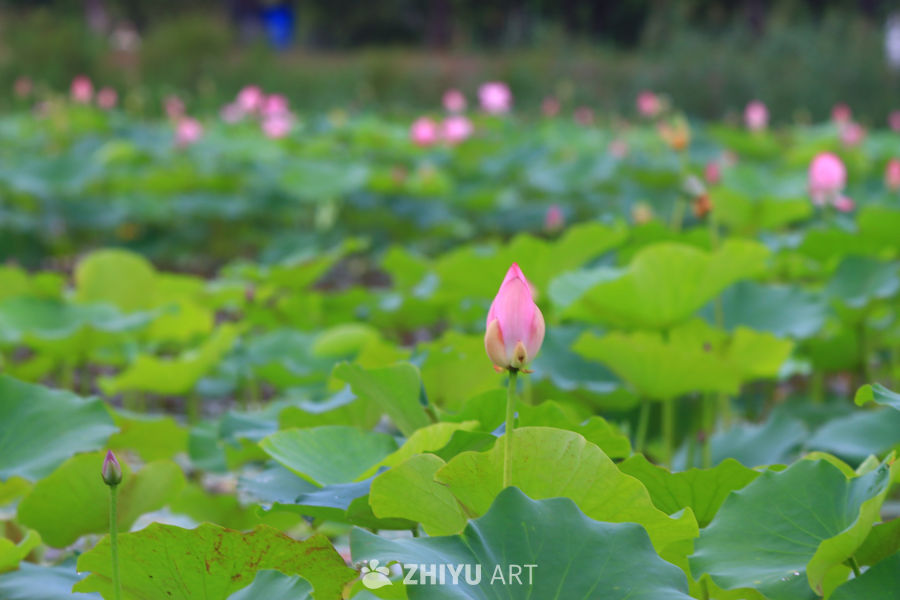 盛夏荷花 14