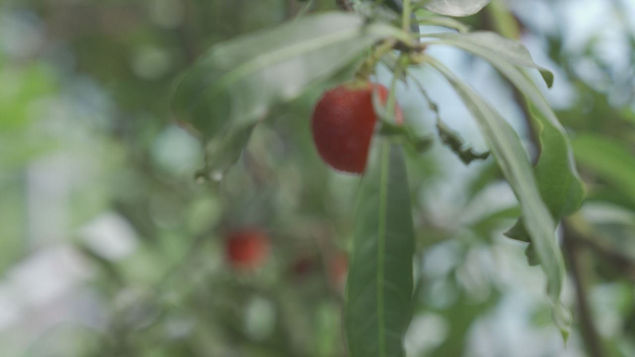 红彤彤的杨梅 6
