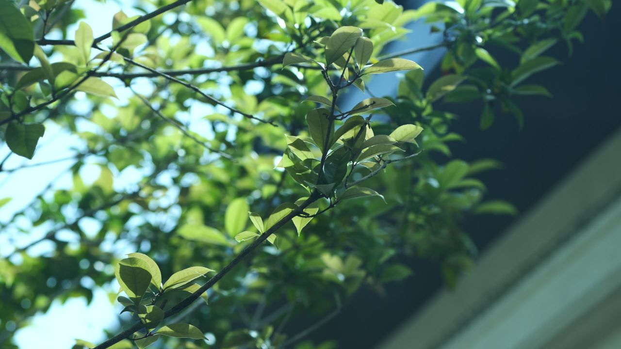 枫叶空镜头，小区春天空镜头 2