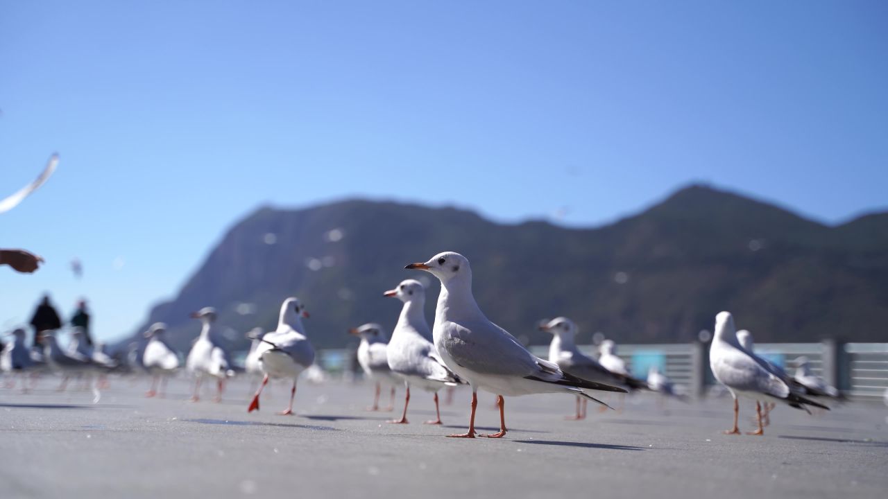 昆明海埂大坝海鸥