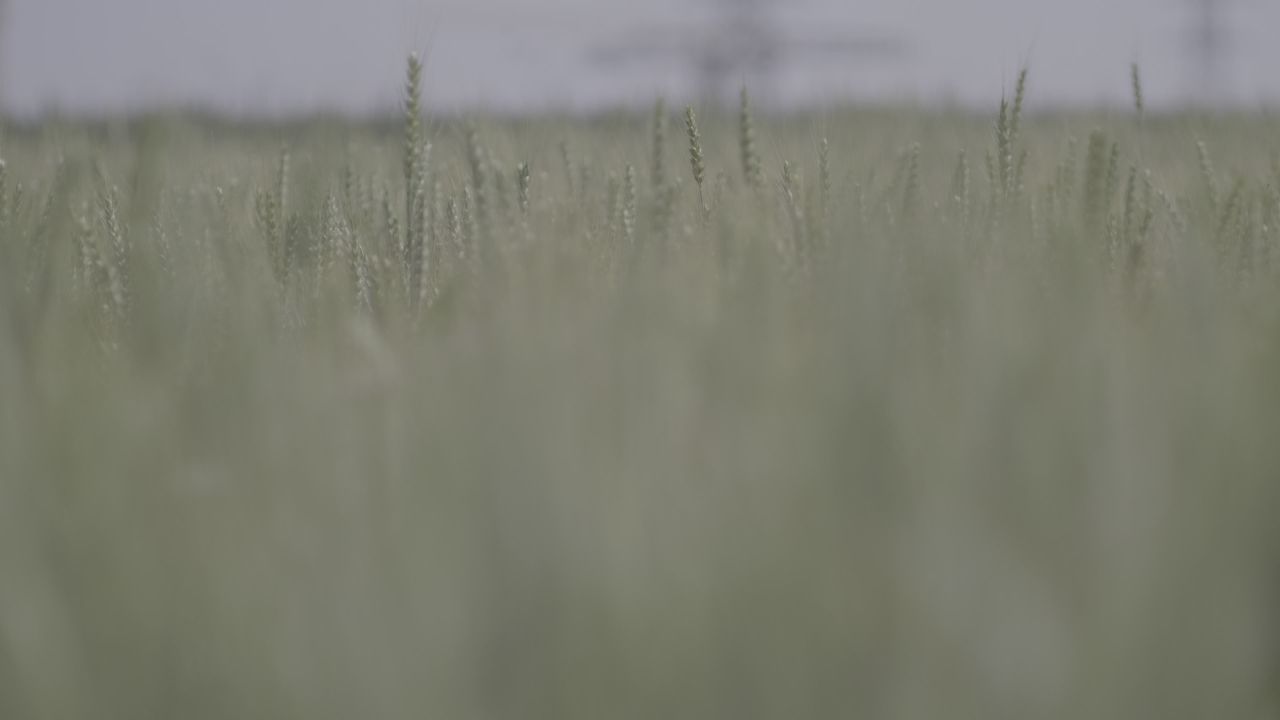 绿色生长小麦麦穗