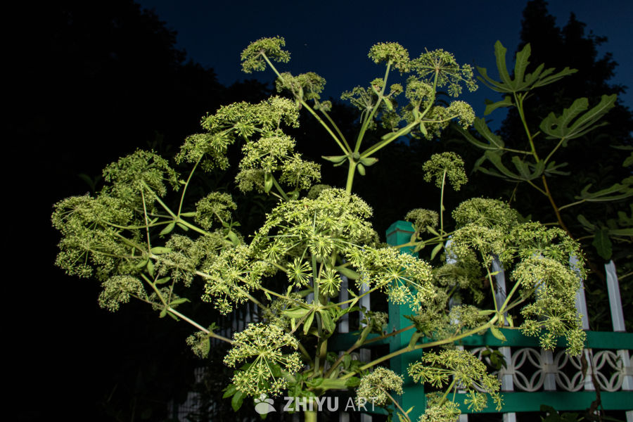 中药材与药材花 91