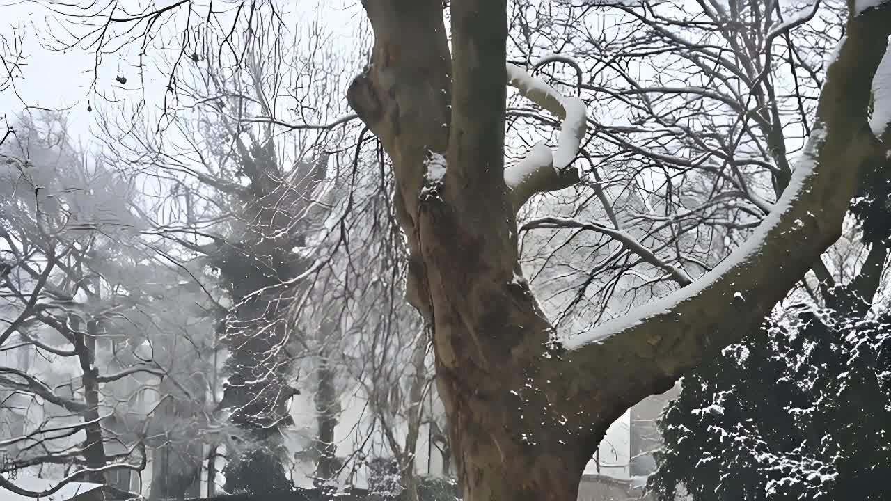树木覆盖着厚厚的积雪，树枝上堆满了白色的雪花。天空