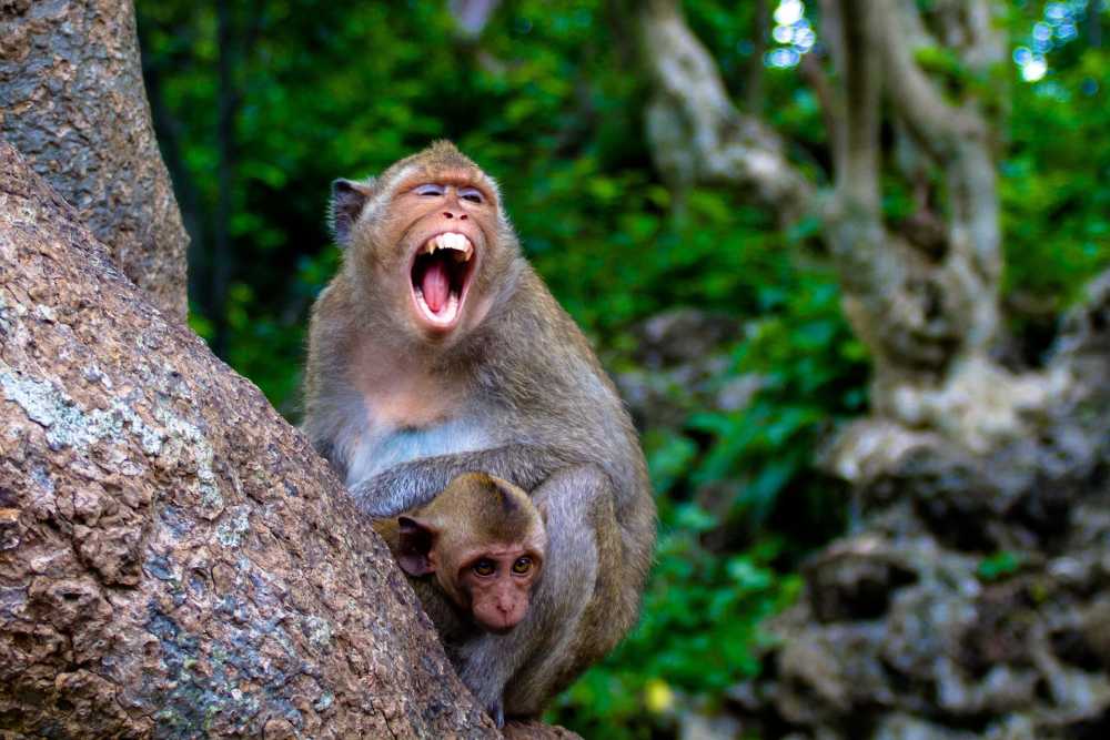 猿婴儿动物动物世界