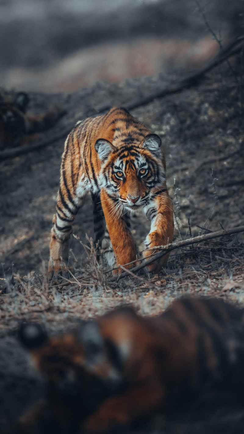 图集